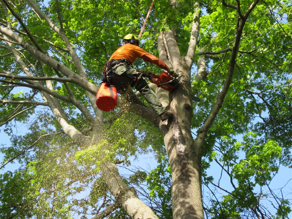 G&V Tree Service - Springfield, VA